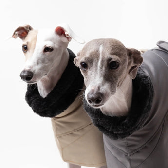 Italian Greyhound Collection