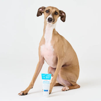 Italian Greyhound sitting with Dr Zoo zin free sunscreen for dogs
