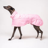 Greyhound dog wearing Snootly Winter coat jacket in pink with fleece lining on white background