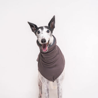 Greyhound dog wearing Snootly fluffy reversible sleeveless sweater in charcoal grey on white background