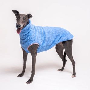 Greyhound dog wearing Snootly fluffy reversible sleeveless sweater in cornflower blue on white background
