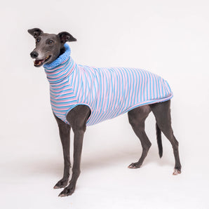 Greyhound dog wearing Snootly fluffy reversible sleeveless sweater in cornflower blue on white background
