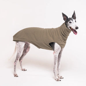 Greyhound dog wearing Snootly fluffy reversible sleeveless sweater in khaki green on white background