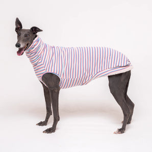 Greyhound dog wearing Snootly fluffy reversible sleeveless sweater in vanilla on white background
