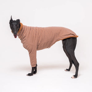Greyhound dog wearing Snootly fluffy reversible sweater in caramel on white background