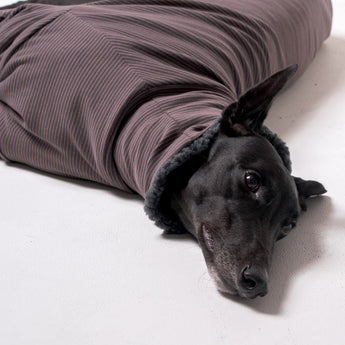 Greyhound dog wearing Snootly fluffy reversible sweater in charcoal grey on white background