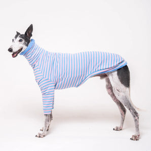 Greyhound dog wearing Snootly fluffy reversible sweater in cornflower blue on white background