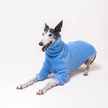 Greyhound dog wearing Snootly fluffy reversible sweater in cornflower blue on white background