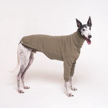 Greyhound dog wearing Snootly fluffy reversible sweater in khaki green on white background
