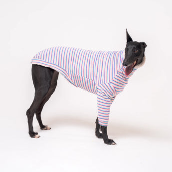 Greyhound dog wearing Snootly fluffy reversible sweater in vanilla on white background