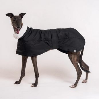 Greyhound dog wearing Snootly Winter coat jacket in black with fleece lining on white background
