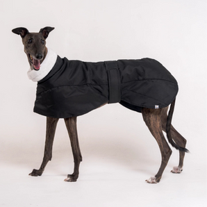 Greyhound dog wearing Snootly Winter coat jacket in black with fleece lining on white background