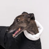 Greyhound dog wearing Snootly Winter coat jacket in black with fleece lining on white background