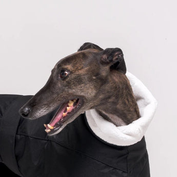 Greyhound dog wearing Snootly Winter coat jacket in black with fleece lining on white background