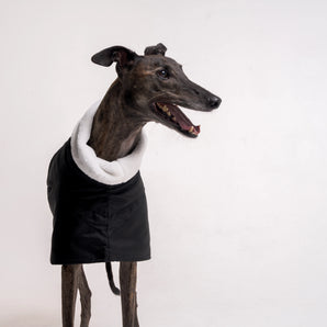 Greyhound dog wearing Snootly Winter coat jacket in black with fleece lining on white background