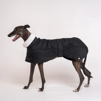 Greyhound dog wearing Snootly Winter coat jacket in black with fleece lining on white background