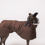 Greyhound dog wearing Snootly Winter coat jacket in chocolate brown with fleece lining on white background