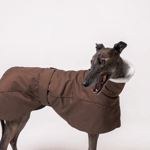 Greyhound dog wearing Snootly Winter coat jacket in chocolate brown with fleece lining on white background