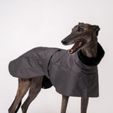 Greyhound dog wearing Snootly Winter coat jacket in charcoal grey with fleece lining on white background