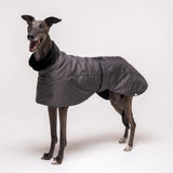Greyhound dog wearing Snootly Winter coat jacket in charcoal grey with fleece lining on white background
