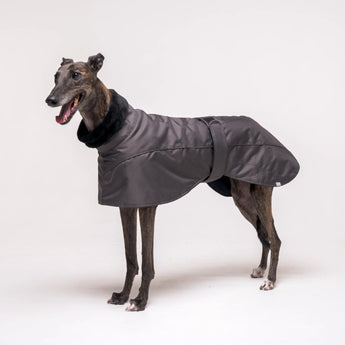 Greyhound dog wearing Snootly Winter coat jacket in charcoal grey with fleece lining on white background