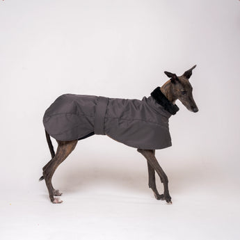 Greyhound dog wearing Snootly Winter coat jacket in charcoal grey with fleece lining on white background
