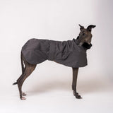 Greyhound dog wearing Snootly Winter coat jacket in charcoal grey with fleece lining on white background