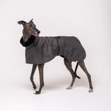 Greyhound dog wearing Snootly Winter coat jacket in charcoal grey with fleece lining on white background