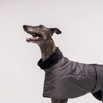 Greyhound dog wearing Snootly Winter coat jacket in charcoal grey with fleece lining on white background