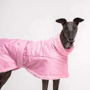 Greyhound dog wearing Snootly Winter coat jacket in pink with fleece lining on white background