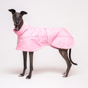 Greyhound dog wearing Snootly Winter coat jacket in pink with fleece lining on white background