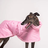 Greyhound dog wearing Snootly Winter coat jacket in pink with fleece lining on white background