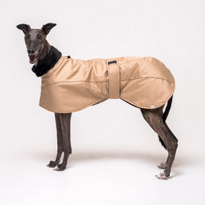 Greyhound dog wearing Snootly Winter coat jacket in sand beige with fleece lining on white background