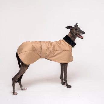 Greyhound dog wearing Snootly Winter coat jacket in sand beige with fleece lining on white background