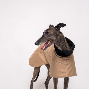 Greyhound dog wearing Snootly Winter coat jacket in sand beige with fleece lining on white background