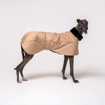 Greyhound dog wearing Snootly Winter coat jacket in sand beige with fleece lining on white background