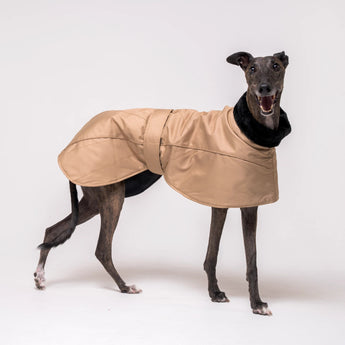 Greyhound dog wearing Snootly Winter coat jacket in sand beige with fleece lining on white background
