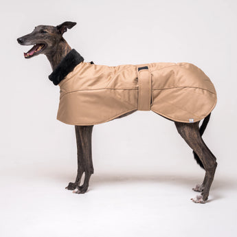 Greyhound dog wearing Snootly Winter coat jacket in sand beige with fleece lining on white background