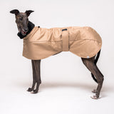 Greyhound dog wearing Snootly Winter coat jacket in sand beige with fleece lining on white background