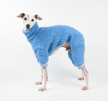 Italian Greyhound wearing a Snootly fluffy reversible onesie in cornflower blue
