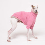Italian Greyhound dog wearing a fleece fluffy reversible sweater in marshmallow pink on a white backdrop 