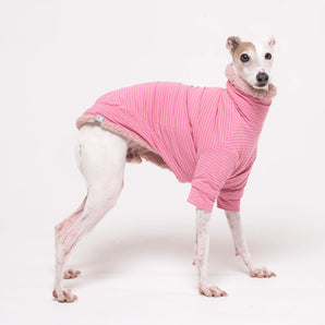 Italian Greyhound dog wearing a fleece fluffy reversible sweater in marshmallow pink on a white backdrop 