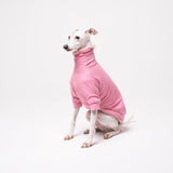 Italian Greyhound dog wearing a fleece fluffy reversible sweater in marshmallow pink on a white backdrop 