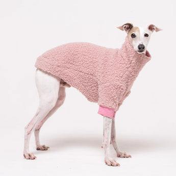 Italian Greyhound dog wearing a fleece fluffy reversible sweater in marshmallow pink on a white backdrop 