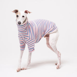 Italian Greyhound dog wearing a fleece fluffy reversible sweater in vanilla on a white backdrop 