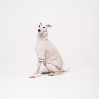 Italian Greyhound dog wearing a fleece fluffy reversible sweater in vanilla on a white backdrop 