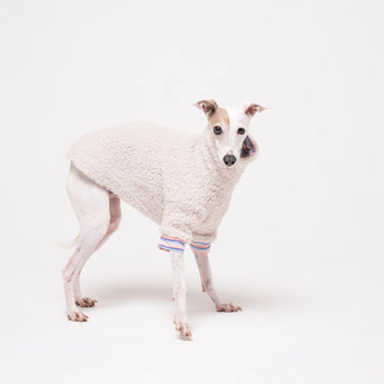 Italian Greyhound dog wearing a fleece fluffy reversible sweater in vanilla on a white backdrop 