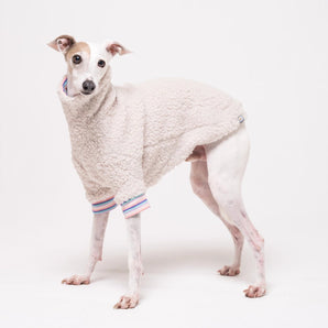 Italian Greyhound dog wearing a fleece fluffy reversible sweater in vanilla on a white backdrop 