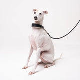 Italian Greyhound dog wearing premium leather shearling lined martingale collar in black