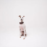 Italian Greyhound dog wearing premium leather shearling lined martingale collar in burgundy